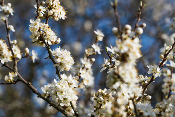 Close-up of white blooming sloe flowers on a sunny spring day