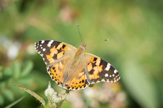 Painted Lady butterfly with a background of greenery