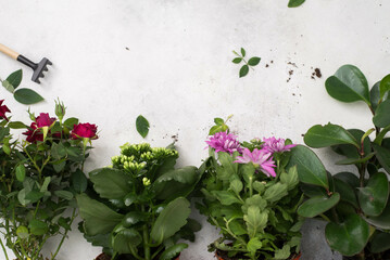 Spring gardening with blooming flowers in pots for planting top view on light background. Womans hobby of growing houseplants concept.
