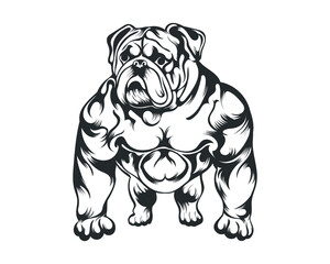 Black and White body builder Bulldog vector illustration, body builder dog vector