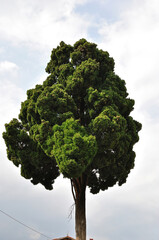 Close Up of Large Ornamental Tree seen against Cloudy Sky