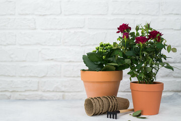 Spring gardening with blooming flowers in pots for planting on light background. Womans hobby of growing houseplants concept.
