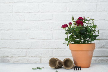 Spring gardening with blooming rose flowers in pots for planting on light background. Womans hobby...