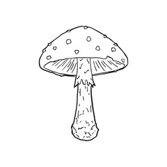 Fly mushroom icon. Amanita muscaria. 	
Fly agaric. Vector. Line style. Sketch.