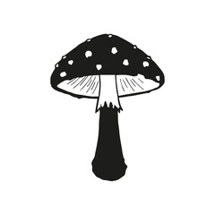 Fly mushroom icon. Amanita muscaria. 	
Fly agaric. Vector. Flat design. Sketch.