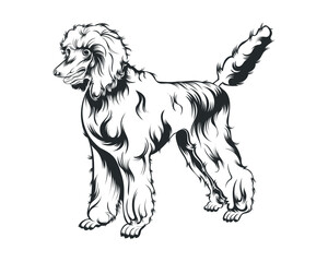 Obraz na płótnie Canvas Poodle Dog Vector Illustration, Poodle breed Vector on White Background for t-shirt , logo and others