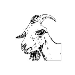 Black and white sketch of a goat with transparent background