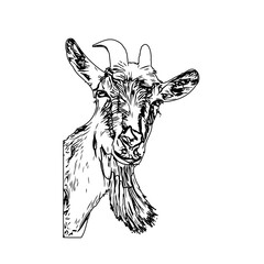 Black and white sketch of a goat with transparent background