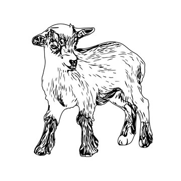 Black and white sketch of a goat with transparent background