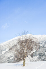 Views from city Liptovsky Mikulas to West Tatras in winter time with snowy trees  and cloudy sky. Liptov region, Slovakia. Winter trees background.