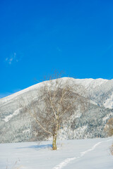 Views from city Liptovsky Mikulas to West Tatras in winter time with snowy trees  and cloudy sky. Liptov region, Slovakia. Winter trees background.