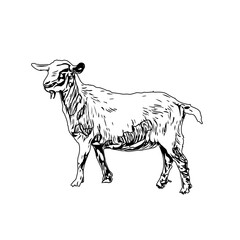 Black and white sketch of a goat with transparent background