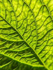 Closeup of green leaf showing textures and veins.