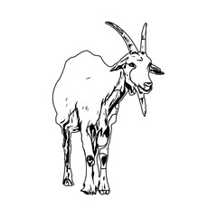 Black and white sketch of a goat with transparent background