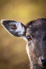 Naklejka na ściany i meble Close up portrait of a roe deer
