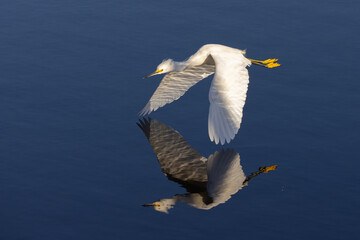 egret reflection