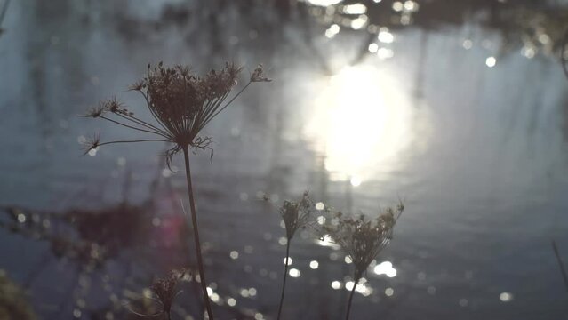 Dry plant at sunset near the river. Nature, beautiful background
