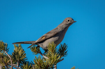Townsend's Solitaire Perched in Pinyon Tree
