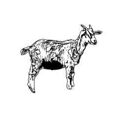 Black and white sketch of a goat with transparent background