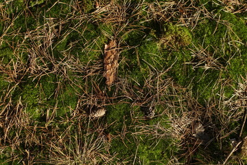 Forest ground background. Moss pine bristles