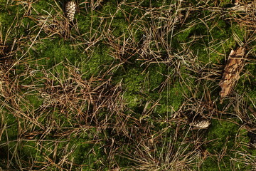 Forest ground background. Moss pine bristles