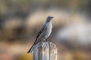 Townsend's Solitaire Perched on a Fencepost in a Colorado Greenspace