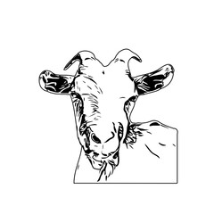 Black and white sketch of a goat with transparent background