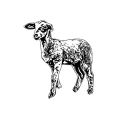 Black and white sketch of a goat with transparent background