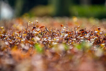 Many small orange autumn leaves on a bush close-up