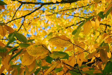 Yellow-green autumn leaves against the sky background