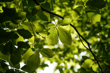 green leaves of a tree against the blue sky,and Colorful background.