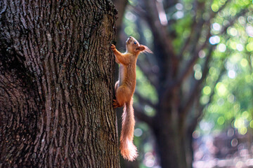 Little red squirrel crawls on the bark of a tree	
 - obrazy, fototapety, plakaty