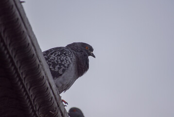 pigeon in the sky