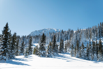 Beautiful Winter Landscape with Pine Trees Covered with Snow . Vitosha Mountain ,Bulgaria 