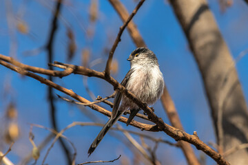 Long-tailed Tit perched on a tree branch