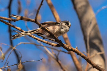 Long-tailed Tit perched on a tree branch