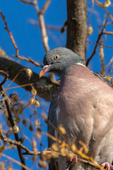 Stock Dove perched on a tree branch