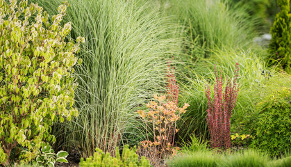 Garden Ornamental Grasses in Landscape Design