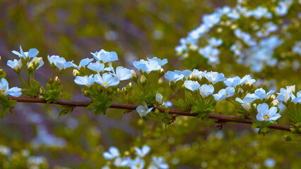 Branch of a flowering bush Meadowsweets or steeplebushes (Spiraea sp.)
