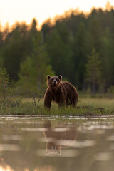 Brown bear at sunset in forest scenery