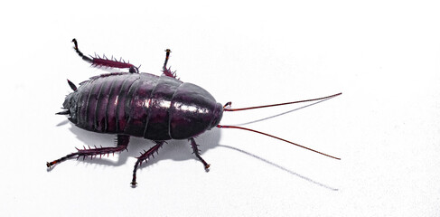 Florida woods cockroach - Eurycotis floridana - is native to the southeastern United States, where...