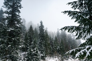 Winterlicher, dunkler Wald liegt im morgendlichen Nebel