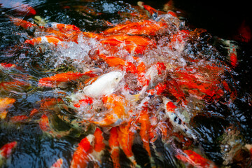 Fototapeta na wymiar Koi fish. Japan Koi Carp in Koi Pond. Koi fish with beautiful colors like orange , Golden and white.