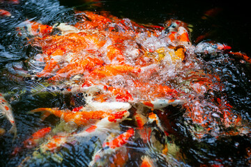 Koi fish. Japan Koi Carp in Koi Pond. Koi fish with beautiful colors like orange , Golden and white.