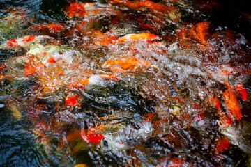 fish in pond