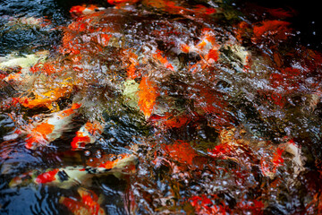 Obraz na płótnie Canvas japanese koi fish in pond