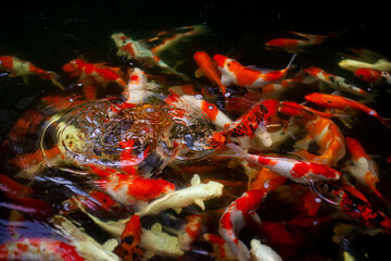 japanese koi fish in pond. Colorful decorative fish view from above. Koi fish or carp fish swimming in the pond.