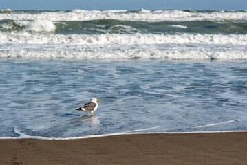 Seagull on the seashore