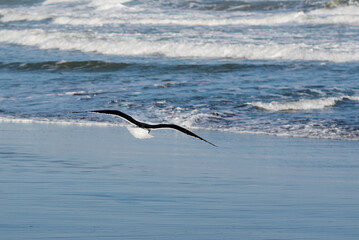 Seagull flying low over the sea