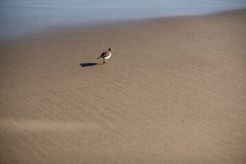 Fototapeta na wymiar Bird walking on the sand